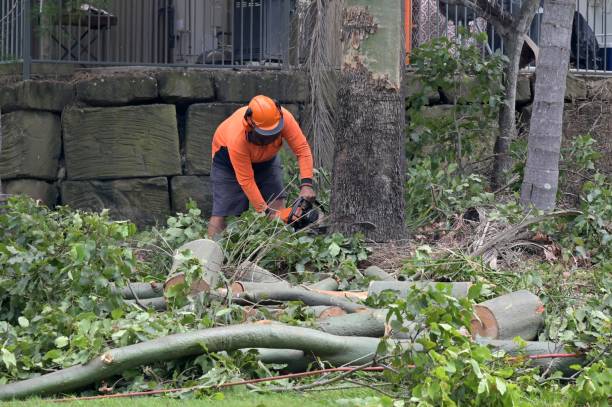 Best Arborist Consultation Services  in Big Lake, TX